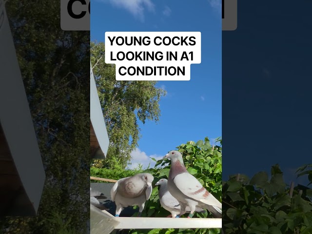 YOUNG COCKS RETURNING FROM TRAINING IN A1 CONDITION #racingpigeons #pigeon101 #homingpigeons #sprint