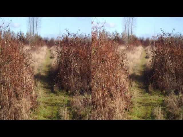 A Country Path (3D)