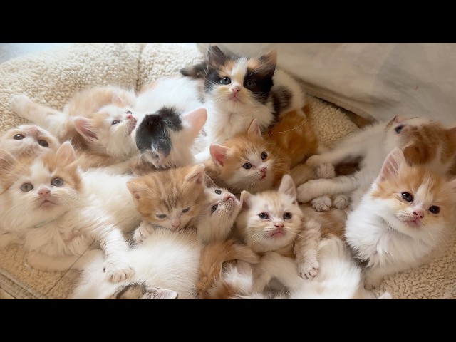 Cute Kittens Everywhere! A 100-Munchkin Cat Cafe in Japan!🐈