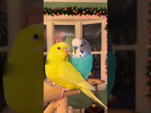 Loving Parakeets Ringing in New Year🎉New Year’s Eve With Sunshine & Blue