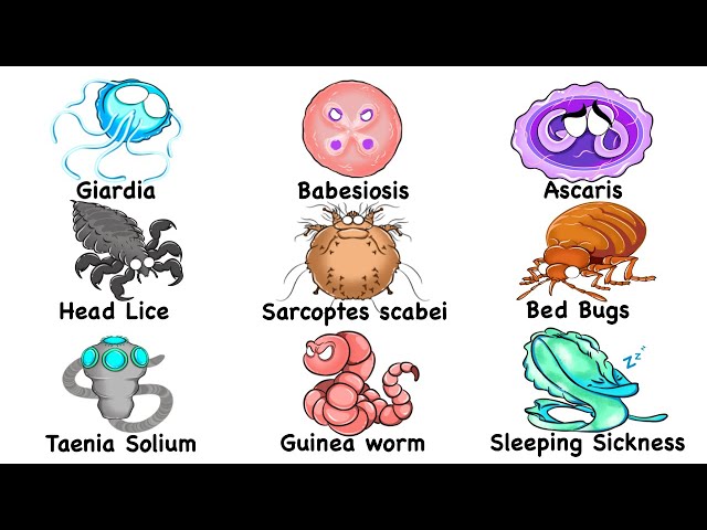Every Parasite Infection Explained in 17 Minutes