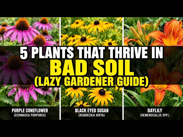5 Plants That Thrive in Bad Soil (Lazy Gardener Guide)