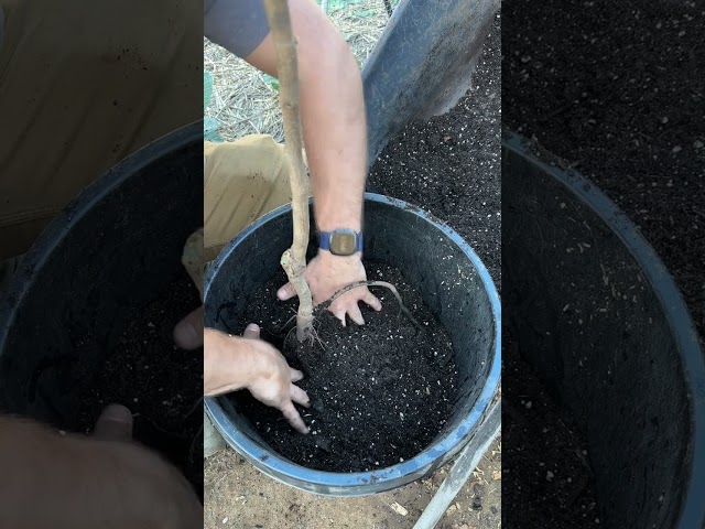 Pot Up A BARE Root Tree!