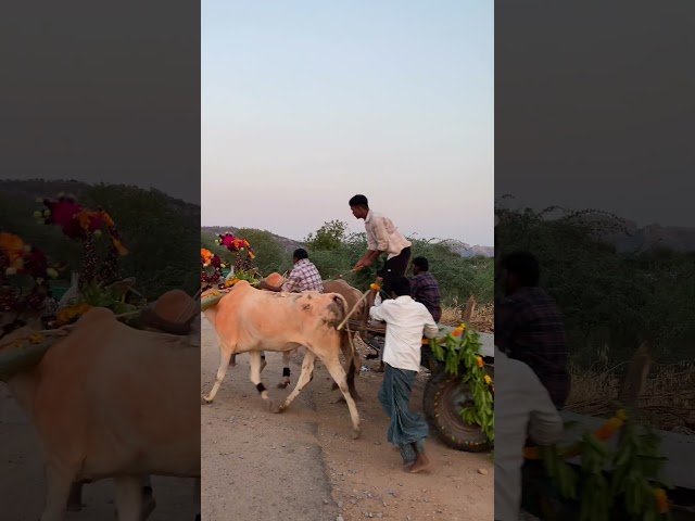 Sri Ramanavami celebrations part 2 #village #bull #festival #celebration