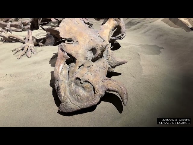 4K Video - 2026 08 16 - Royal Tyrrell Museum