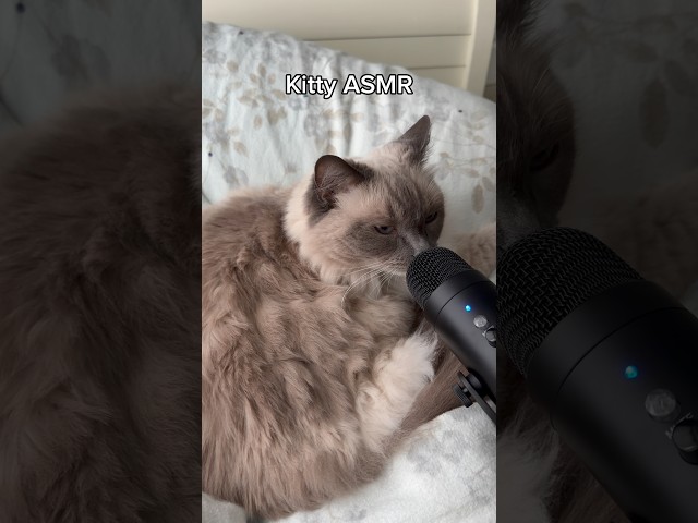 She’s a natural! #asmr #relax #cat