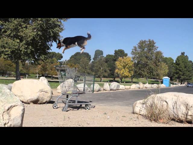 SERIOUS PARKOUR DOG JUMPY