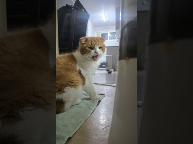 응. 안돼. 나도 그건 못 먹어... #ai #vere #cat #고양이 #두바이초콜렛