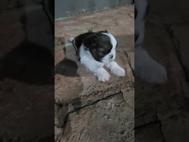 Filma  com os cachorrinhos Shih-tzu