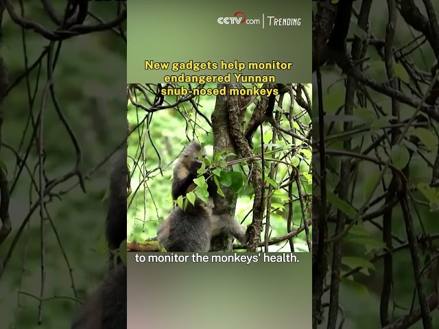 New gadgets help monitor endangered Yunnan snub-nosed monkeys