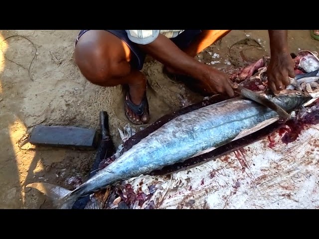 Amazing Kingfish And Shark Fish Cutting In Market - Amazing Fish Fillet Skills 2017 - Fastest Cut