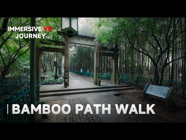 【Preview 预告】Bamboo Path 漫步竹林 | 8K VR180⁠