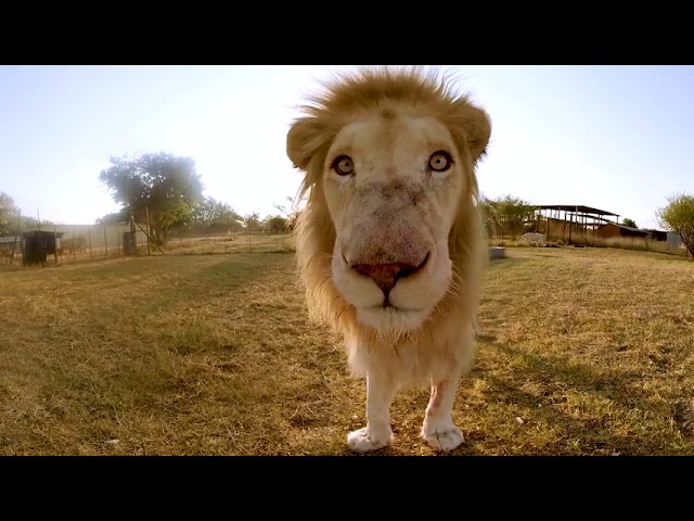 Surrounded by White Lions - 4K 360° VR