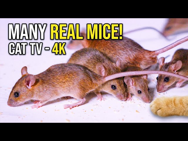 ULTIMATE Cat TV for Cats to Watch: Many Real Mice Eating Close-Up! 🐭 Feline Enrichment (4K UHD)