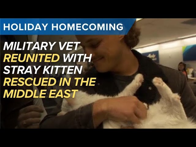 From Stray to Family: The Heartwarming Journey of Imchi the Cat