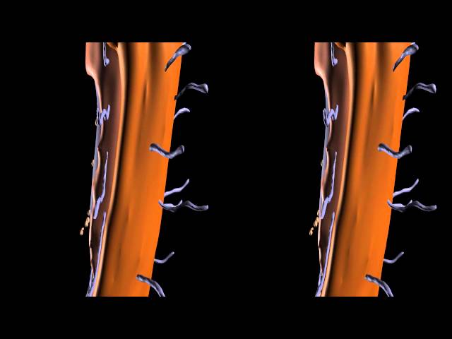 Prokaryotic Cell Structure (Bacterium) Stereo 3D