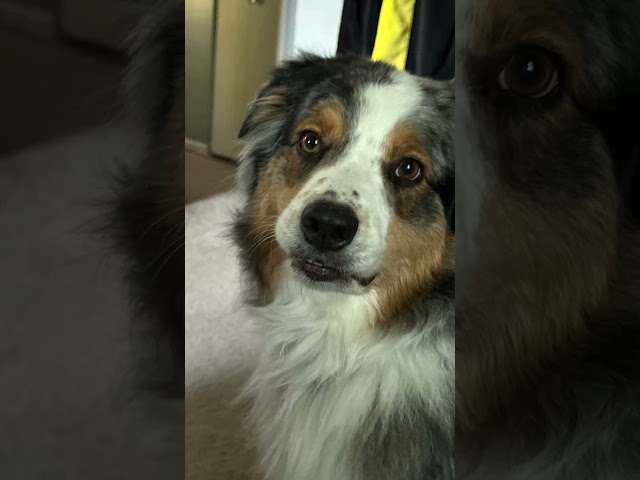 Theyre all cute! #cutestpets #dogmom