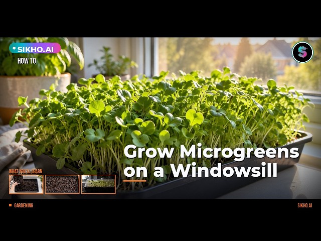 How to Grow Microgreens on a Windowsill Step by Step | Sikho.ai