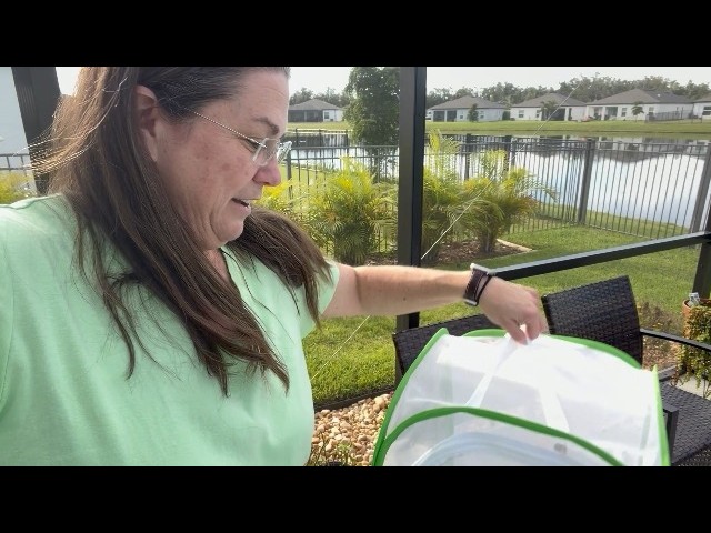 How to set up this monarch butterfly habitat cage