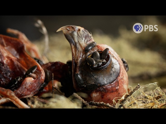 5 Creepy, Flesh-Crawling Creatures Where Death Is Their Job: A Halloween Compilation