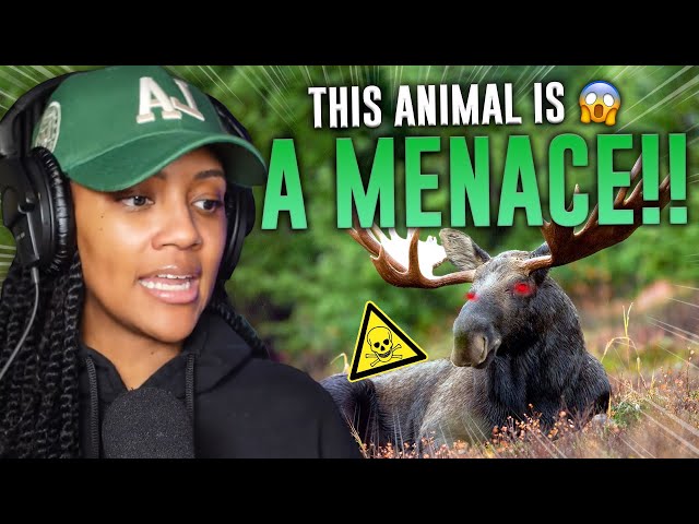 WTF!?!? | CASUAL GEOGRAPHIC | Why Moose are the Greatest Threat to National Security | REACTION