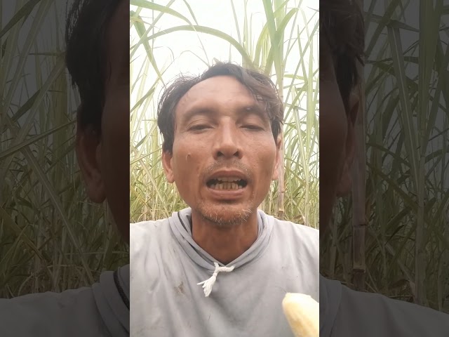 sukses story petani tebu