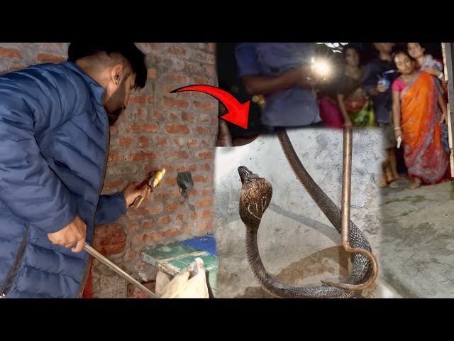 Gusa Cobra / Indian spectacle cobra rescued from cold in this house of Shakti Farm 🐍