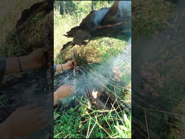petualangan di kebun kopi| di desa apur S.B.U. kec, rejang Lebong .