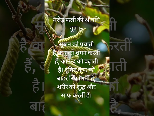 मरोड़ फली -एक घास की फली है,रस्सी की समान बटी भी।