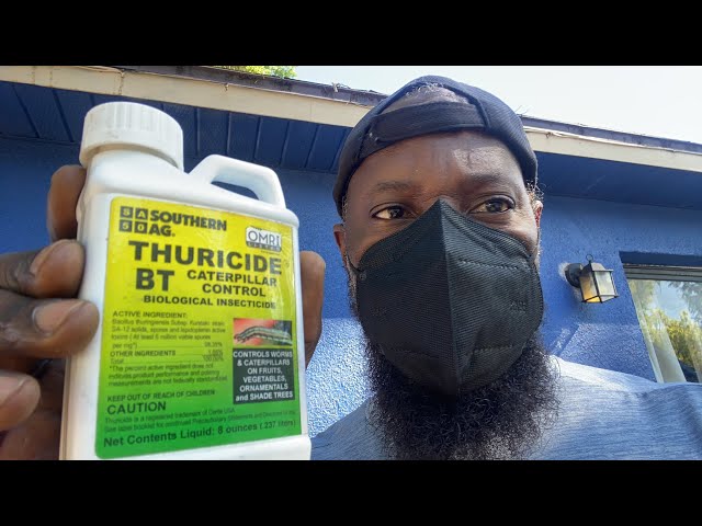 Avocado Pest Treatment