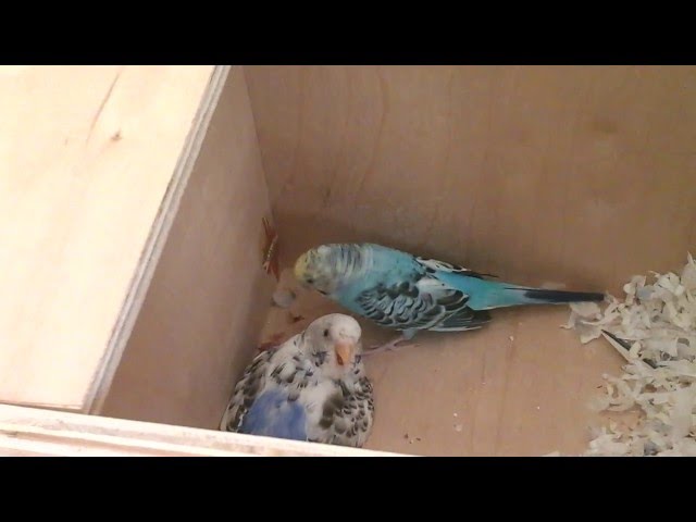 Parakeet New Baby! Episode 2. Skittles and Beauty. Budgie Baby.