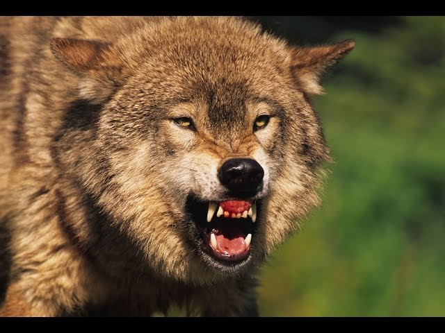 How To Tame a Wild Animal