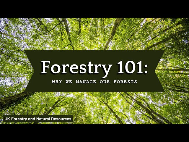 Forestry 101: Why We Manage Our Forests