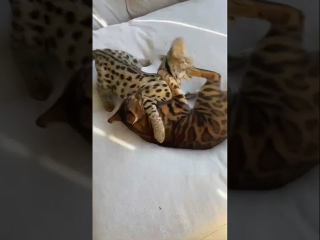 2 Exotic Cats Playing with Golden Retriever Dog #shorts