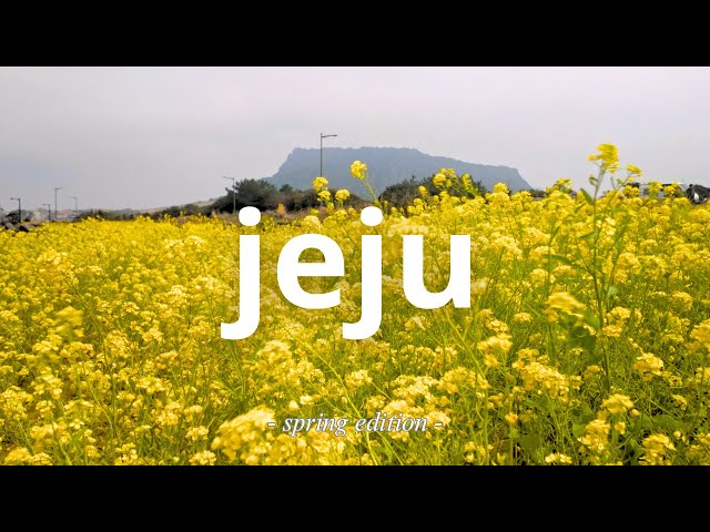 🇰🇷5 days in JEJU 🌸 cherry blossoms, canola, cozy cafés, driving | Spring edition