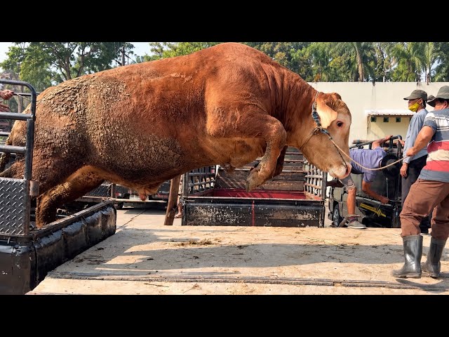 BANTENG SAPI RAKSASA UNIK TURUN DARI TRUK GEJALA STRESS ‼️🔥🔥🔥