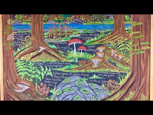Chalk Drawing | Botany Waldorf Main Lesson Block