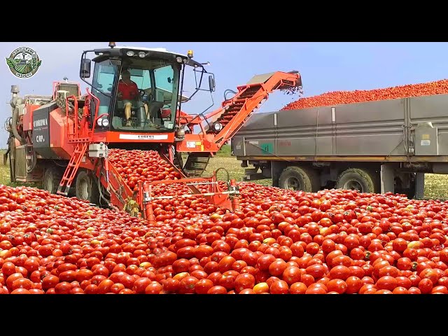 Harvesting 27 Billion Pounds of Tomatoes To Produce Ketchup This Way | Agriculture Technology