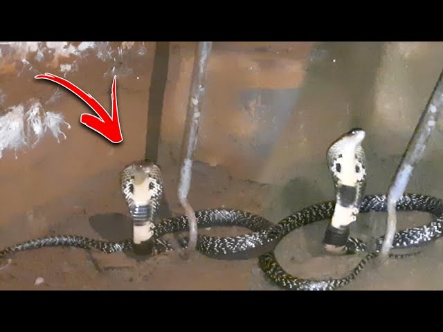 सबी सांपो में सबसे जहरीला सांप😱 || King Of Snake Monocled Cobra