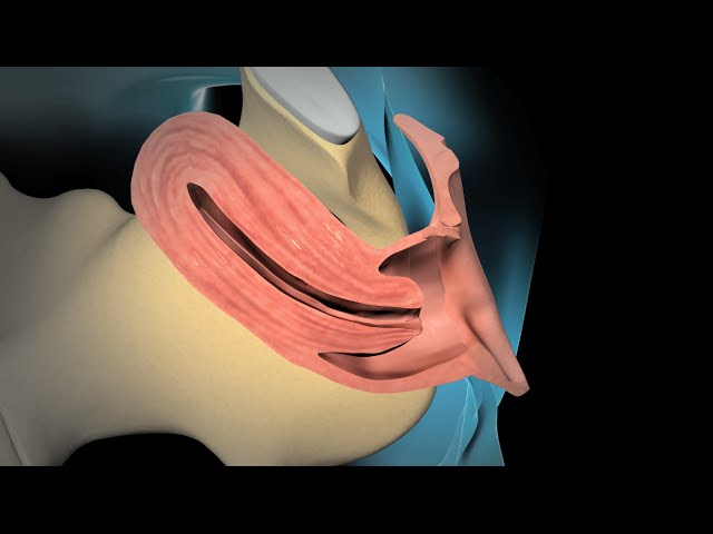 Dilation and Curettage (D & C)