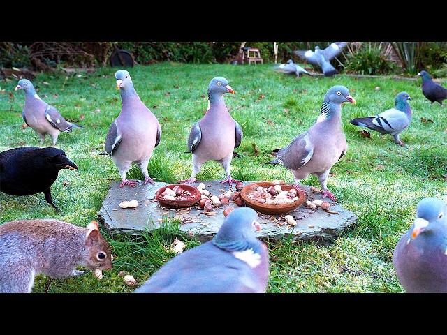 🔴 CAT TV 24/7 🐿️ Birds & Squirrels Find Food on a Rock 🪨 TV for cats to watch 4K HDR