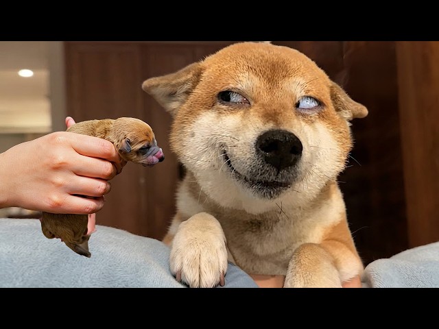 I’ve Rewatched These Absolutely Hilarious Animals All Day and It NEVER Gets Old! 🤣