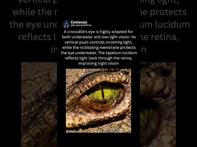 Inside the Sophisticated Eye of a Crocodile