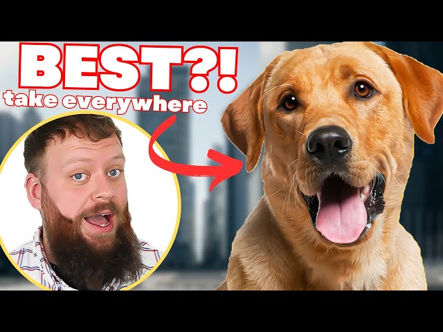 Top Dog Breed To Take Everywhere With You