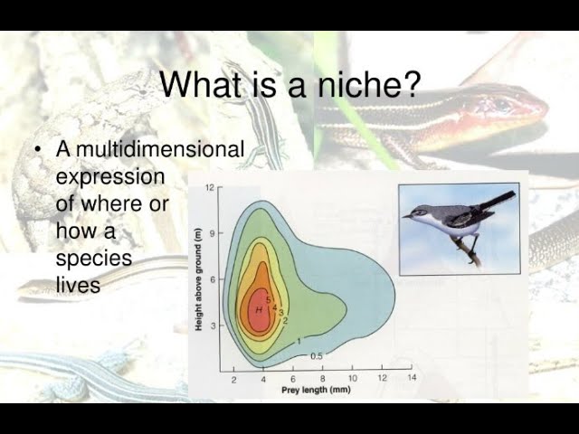 Hutchinson’s Ecological Niche for Individuals