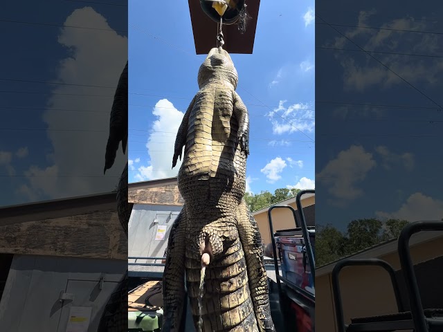 HUGE ALLIGATOR CAPTURED! 20/20 #viral #short #youtubeshorts #shorts #viralvideo #youtube #shortvideo