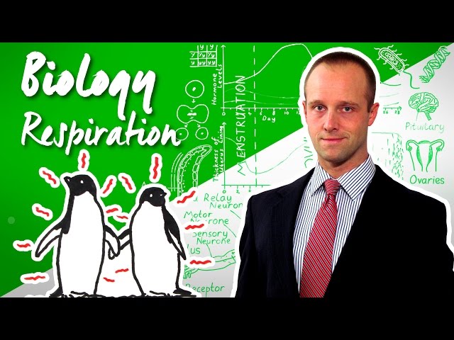 Respiration - Biology - Science - Get That C + Top Grade Top Up for GCSE and IGCSE