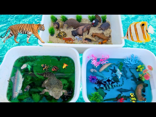 THREE WORLDS DIORAMA GRASSLANDS, MARINE, SWAMP TOY ANIMALS learning for kids