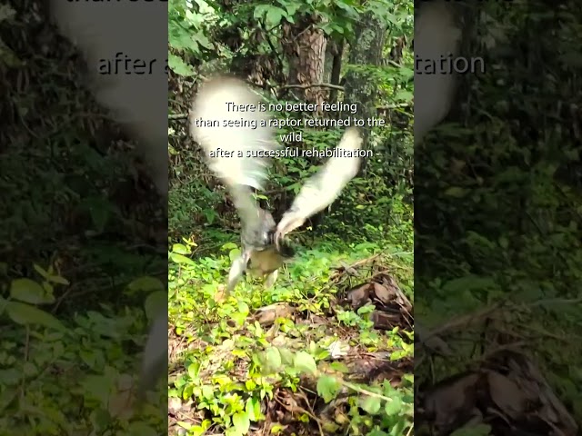 Rescue Releases