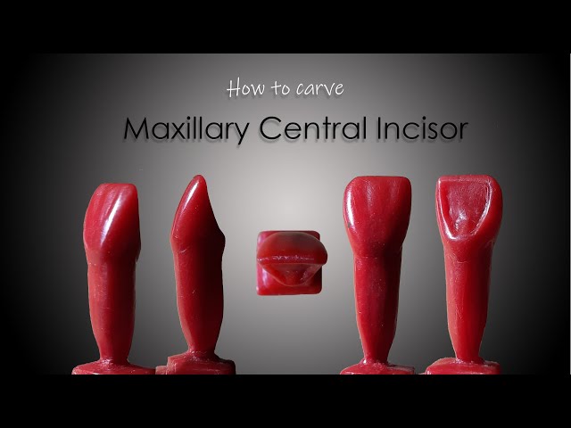 How to Carve a Maxillary Central Incisor| ParixArt | Carving tutorial | DADH